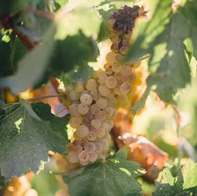 SANTA YNEZ